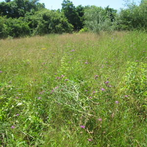 Spotted knapweed in the Meadow