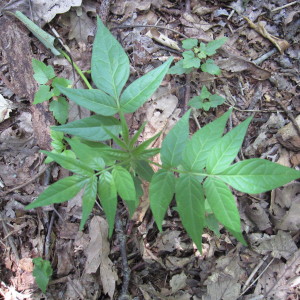 Tree-of-Heaven Seedling