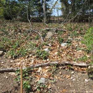 Asters Hold Leaf Mulch