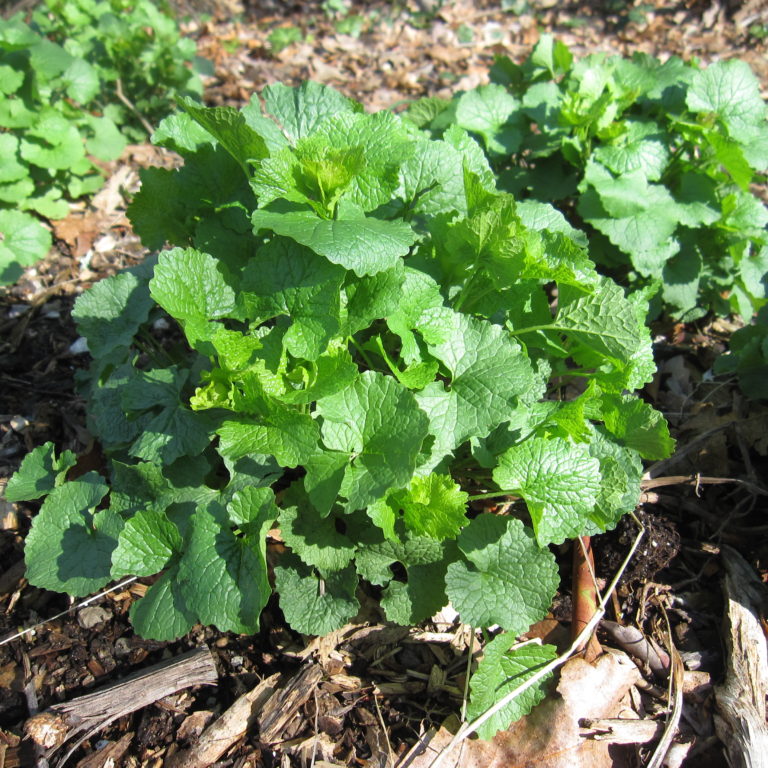 Garlic Mustard Go Native Long Island