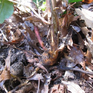 Blackberry Root Crown