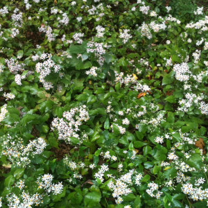 White Wood Aster