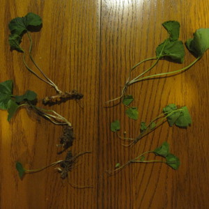 Roots of Common Violet (left) and Garlic Mustard (right)