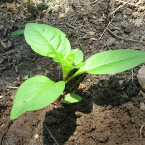 Pokeweed Seedling