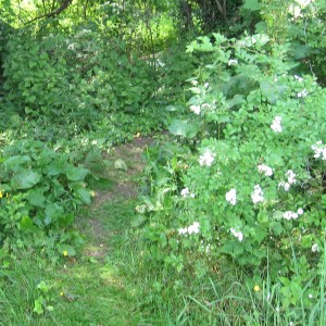 Multiflora Rose North of Upland Fence