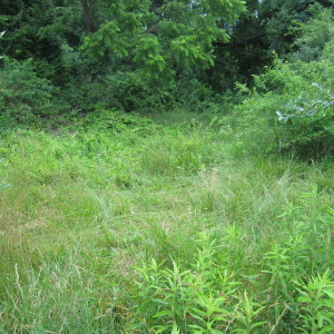 Cleared of Spotted Knapweed