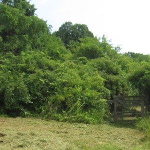 The Gate at the Fence Line