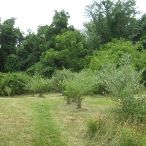 Autumn Olive Shrubs