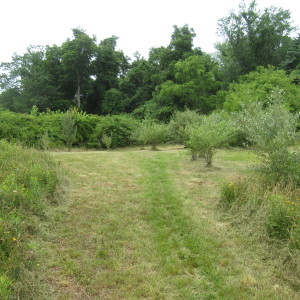 Autumn Olive Shrubs in Upper Meadow 