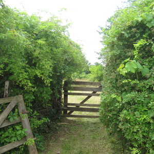 Gate to the Meadow