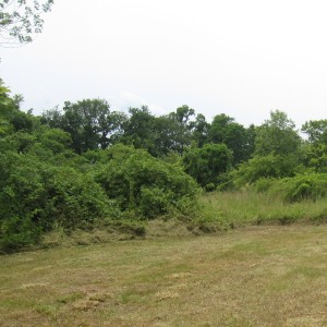 Large multiflora rose