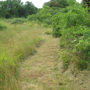 North Trail Around the Meadow