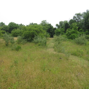 South Trail Meandering Through the Meadow