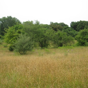 View of the Meadow