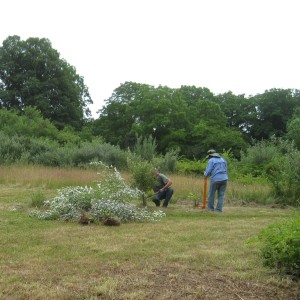 Extrracting Autum Olive Shrubs