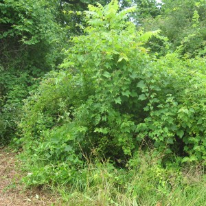 Tree Obscured by, Multiflora Rose, Oriental Bittersweet, Porcelain Berry