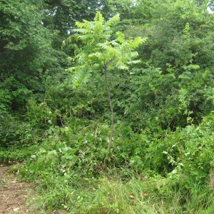 Black Walnut Sapling