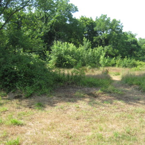 With Multiflora Rose Gone the Trail is Visible