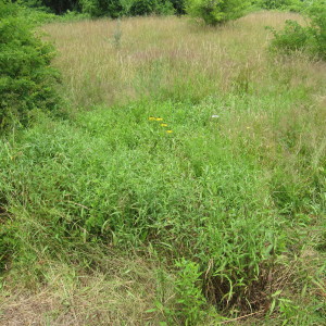 Selective Cutting/Solarizing Spotted Knapweed Seed Heads 