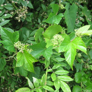 Porcelain Berry Vine