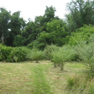 South Side of the Lower Fence with Vines and Autumn Olives