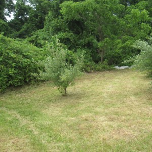 South of East Fence Covered by Multiflora Rose & Vines