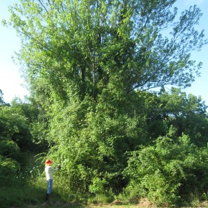 Red Maple Covered by Invasive Vines