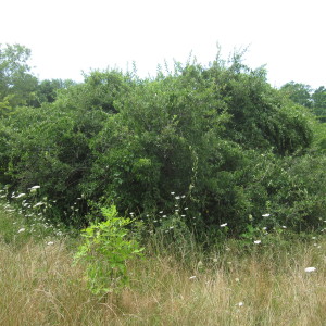 Invasive Vines Completely Cover an Apple Tree