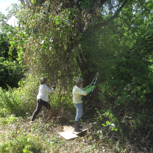 Cutting, Pulling and Crushing