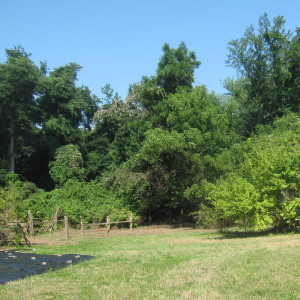 South of Lower Fence Cleared of Invasives