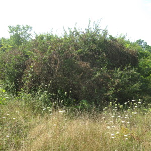 Cut Vines Drying on the Apple Tree