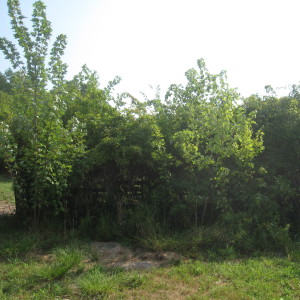 Freeman Maple Trees Along Lower Fence