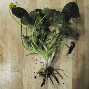 Lesser Celandine Root