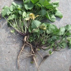 Garlic Mustard Root