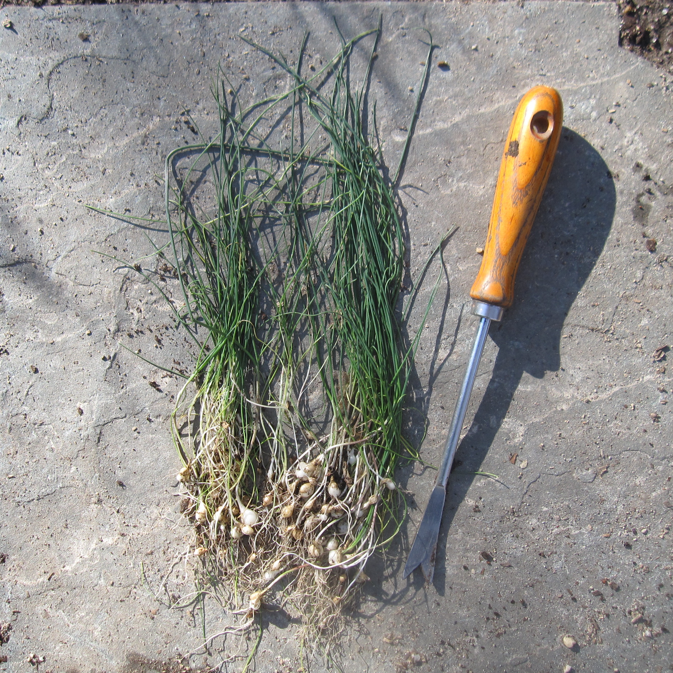 Uproot Herbaceous Plants Go Native Long Island