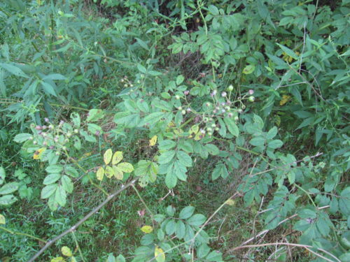 multiflora rose plants