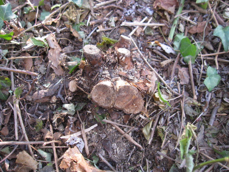 Multiflora Rose Shrub | Go Native Long Island
