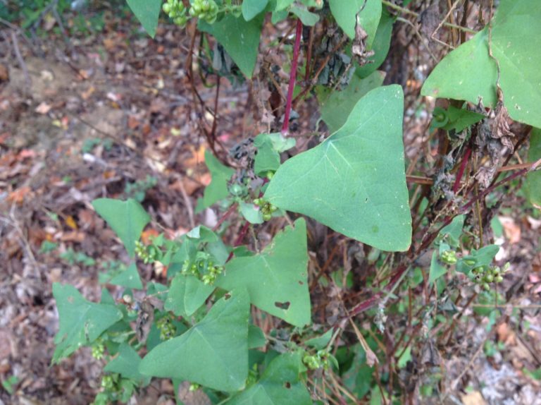 MileAMinute Go Native Long Island