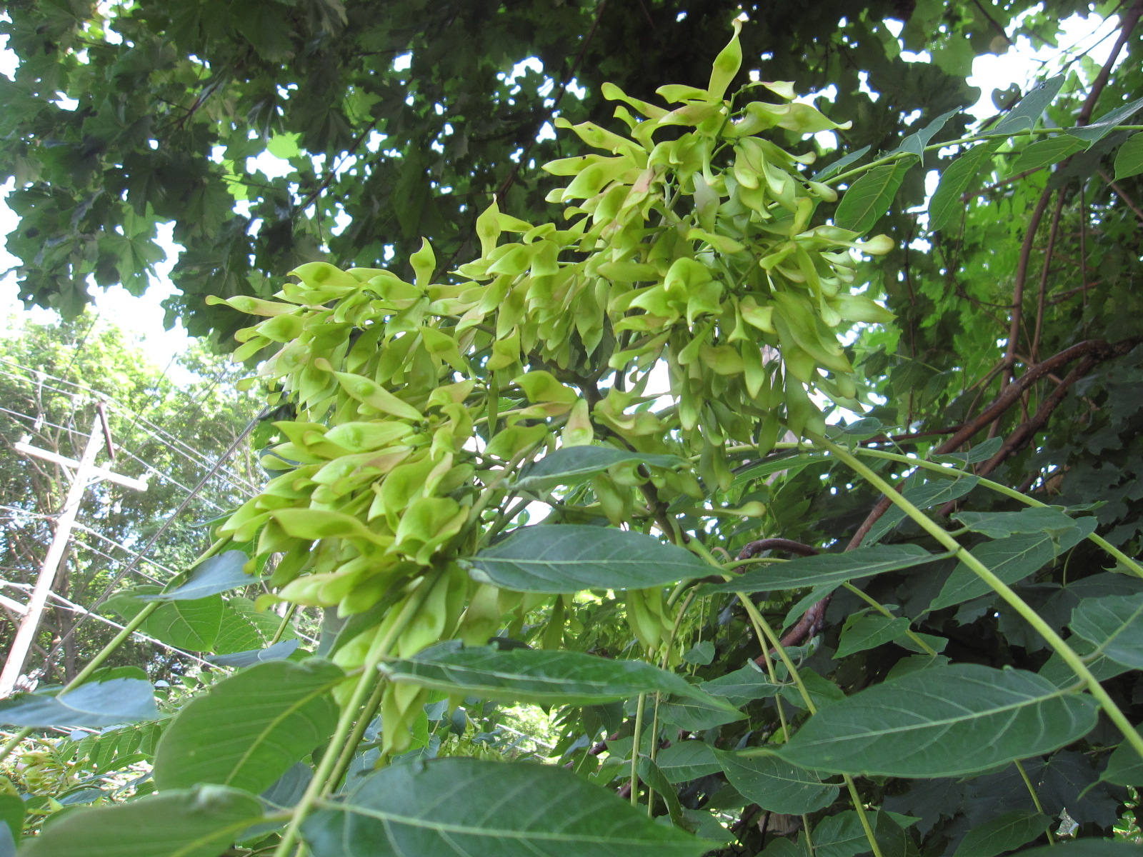 TreeofHeaven Go Native Long Island