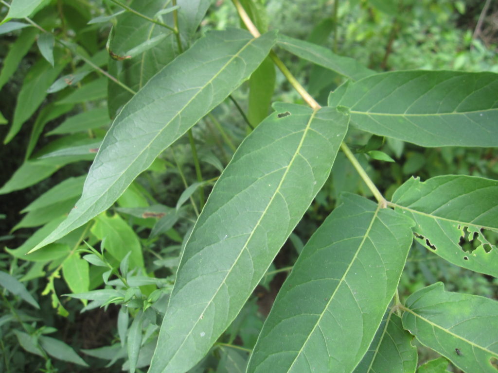 Tree-of-Heaven | Go Native Long Island