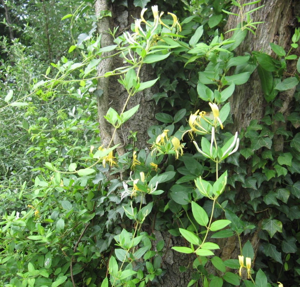 japanese honeysuckle vine