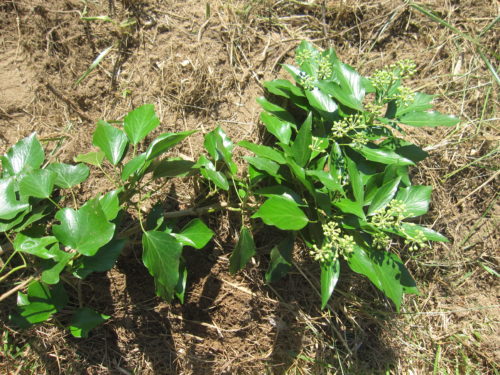 Immature berries in August, usually seen above the ground