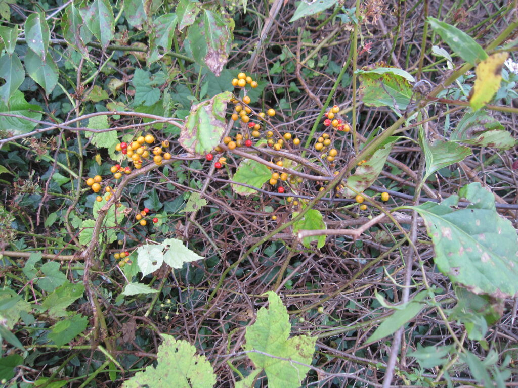 Oriental Bittersweet Go Native Long Island