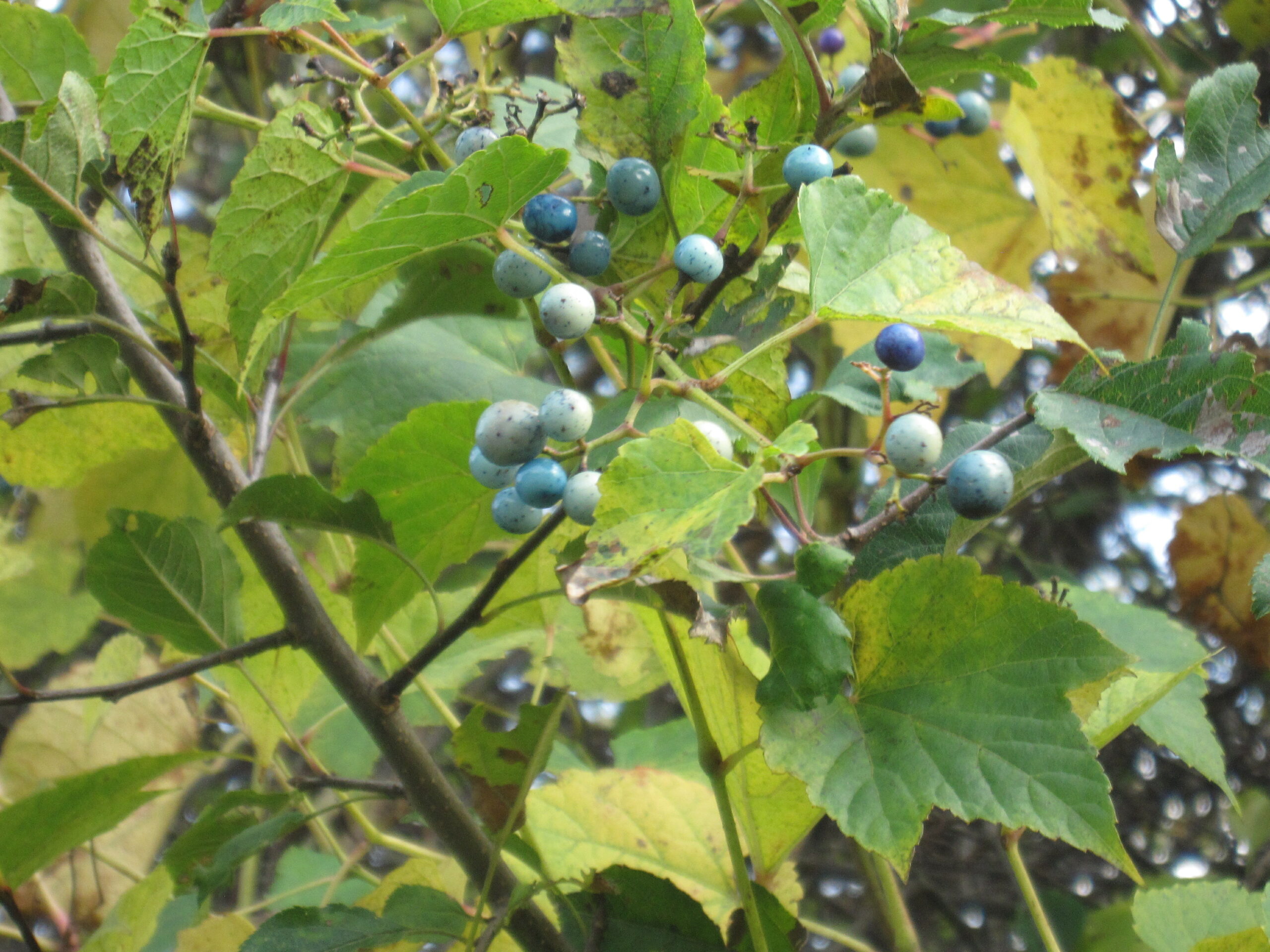 PorcelainBerry Go Native Long Island