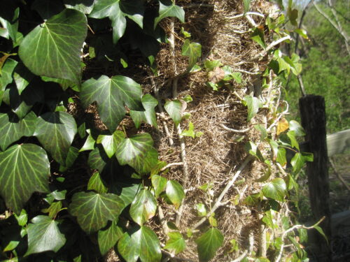 English Ivy Vines