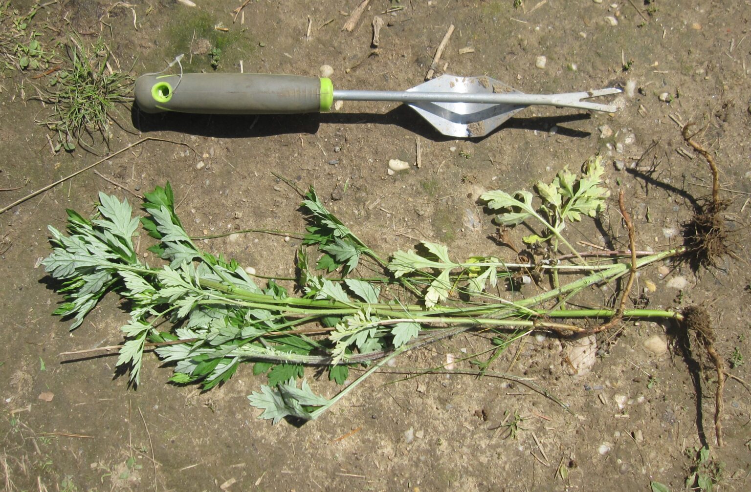 Mugwort | Go Native Long Island