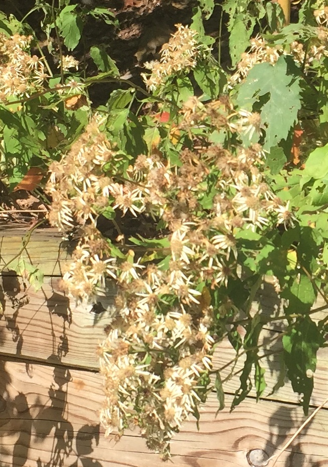 Best Edge Plant Ever Go Native Long Island